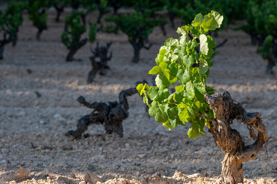 A young grapevine sapling with fresh green leaves emerging from the soil in a vineyard, illustrating the early stages of growth and cultivation in agricultural practice in Penedes Spain