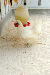 Brahma chickens in the zoo