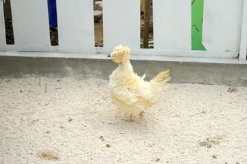 Brahma chickens in the zoo