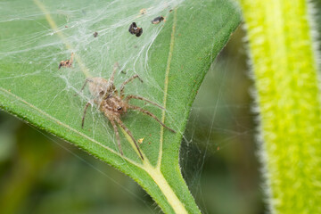 spider on a web