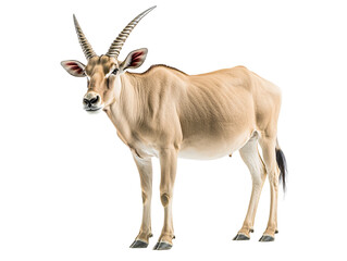 Obraz premium a tan animal with long horns