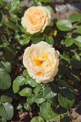 Closeup of Rosa Candlelight is a new variety of rose, with creamy white color.