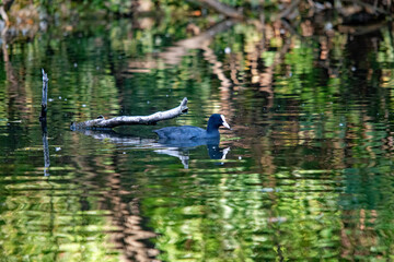 Blässhuhn im grünen, spiegelnden Wasser