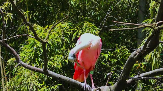 Roseate Spoonbill (Platalea ajaja) Perched on a Tree Branch
