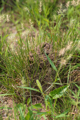 Ant nests were built in the grass