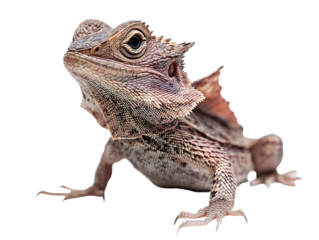 a lizard with spikes on its head
