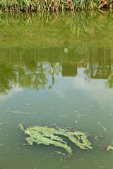 Green algae blooms in the lake in the park