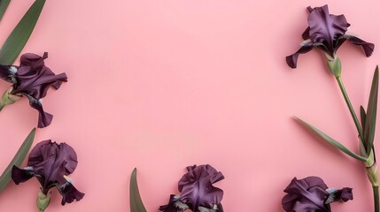 88. Exquisite invitation card template with irises on a pink background, designed in a luxurious botanical style for use in weddings, concerts, and special occasions