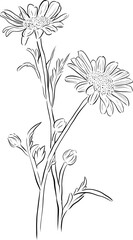 Hand-drawn black and white flower vector illustration with floral elements