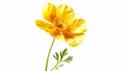 118. Realistic buttercup flower illustration against a white backdrop, highlighting the fine details and natural beauty of the yellow petals and green stem