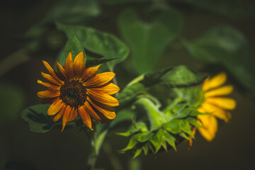 Garden in summer, amazing red and yellow sunflower close-up, Floral Pattern for Nature-Themed Decoration, Vibrant Yellow Blooms for Garden-Inspired Wallpaper or Desktop Background