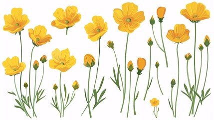 Fototapeta premium 122. Set of buttercup floral vector illustrations, featuring multiple views of buttercup flowers with their vibrant yellow petals and green stems, perfect for various design applications
