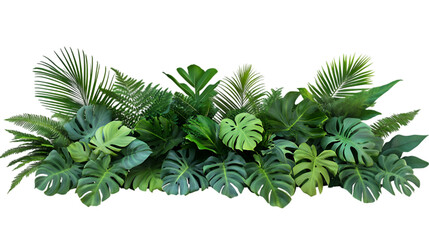 Tropical plants on white background
