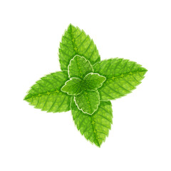Fresh green mint leaves, for decoration lemonade or mojito, cartoon stile, vector menthol leaf.
