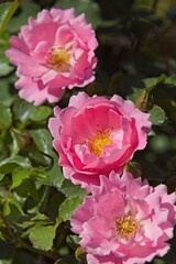 Closeup of Rosa Sommerwind roses bloom throughout the summer.