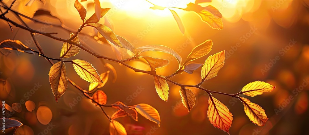 Poster During sunset golden sunlight illuminates silhouetted leaves and branches setting a serene scenery with rich colors and natural beauty for a copy space image