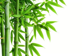 A close-up view of a bamboo plant's green leaves
