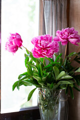 A bouquet of pink peonies with green leaves in a crystal vase on the background of the window.