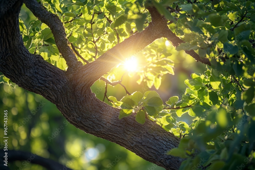 Poster sunlight beautifully streams through the branches of a tree, highlighting the lush green leaves and 