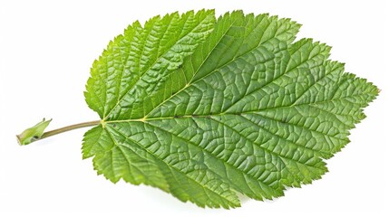 Obraz premium A detailed shot of a single leaf on a white background