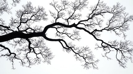 Obraz premium A striking silhouette of a barren tree against a light backdrop, showcasing intricate branches and a sense of solitude.