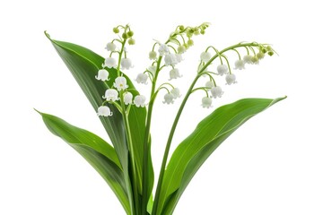 Obraz premium A close-up shot of a beautiful flower in a vase