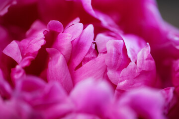 peony petals in a bud close-up