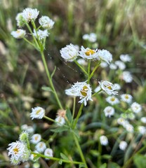 Spider&rsquo;s web on flower 