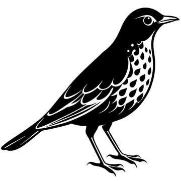 recommend clip art: Thrush bird silhouette vector design on a white background 
