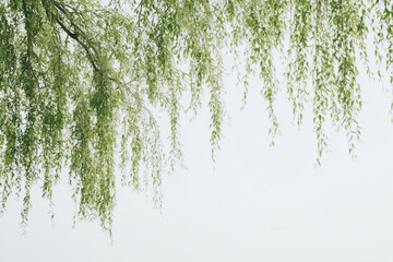 Weeping willow branches forming green frame on white sky background