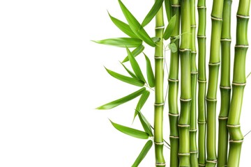 A close-up shot of a bamboo plant with its vibrant green leaves, ideal for use in nature-inspired designs and illustrations