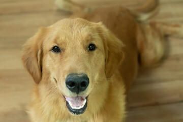 Dog of Golden Retriever Smiling Look for Camera at home