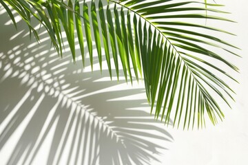 A single palm leaf casts a shadow on a white wall, perfect for adding texture and natural elements to your design