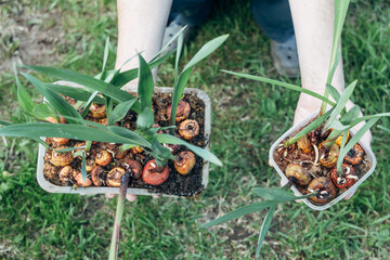 hands holding sprouted gladiolus bulbs before planting