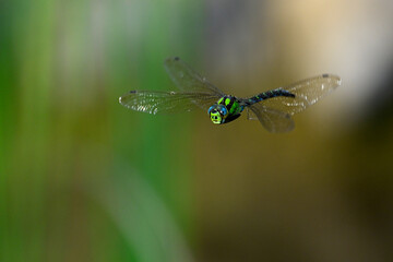 Blaugrüne Mosaikjungfer // Southern hawker, blue hawker (Aeshna cyanea)