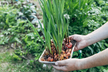 hands holding sprouted gladiolus bulbs before planting