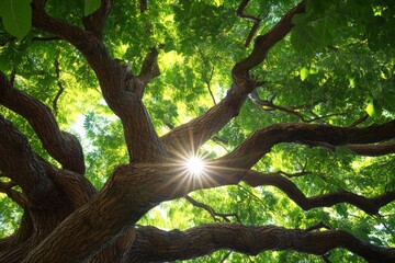 Fototapeta premium Light shines through the lush green leaves and branches of an ancient tree, captured in a serene forest scene, showcasing natural beauty and timelessness in a vibrant atmosphere.