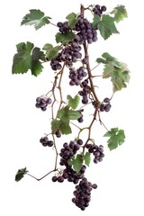 A bunch of juicy grapes hanging from a vine