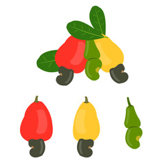 set of cashew. red, yellow and green cashew nuts. ripe and raw cashew.