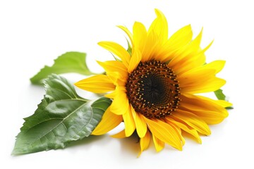 Obraz premium A bright yellow sunflower with fresh green leaves on a clean white surface