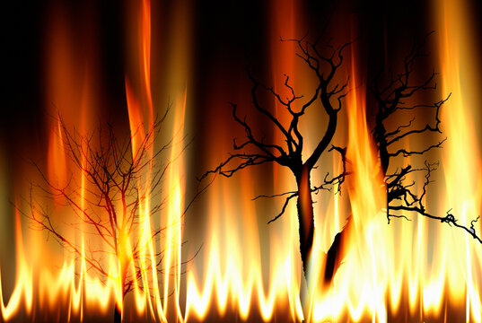 Burning trees, illustration
