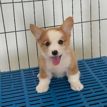 Little Corgi puppy is so adorable with its tiny paws and fluffy tail