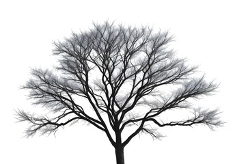 Obraz premium Isolated Dry Branches on White Background
