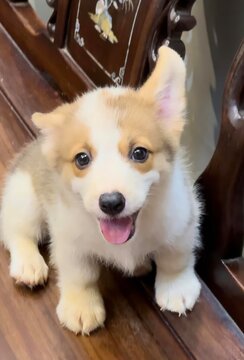 Little Corgi puppy is so adorable with its tiny paws and fluffy tail