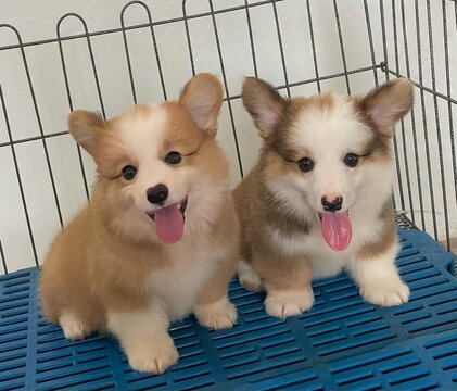 Little Corgi puppy is so adorable with its tiny paws and fluffy tail