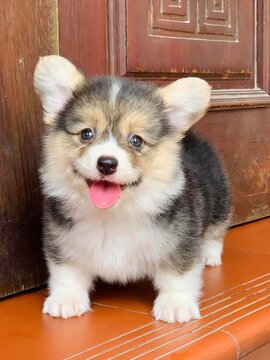 Little Corgi puppy is so adorable with its tiny paws and fluffy tail