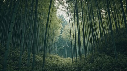 Obraz premium A peaceful bamboo forest, with tall, slender green bamboo trees swaying gently in the breeze, offering a calm and serene environment