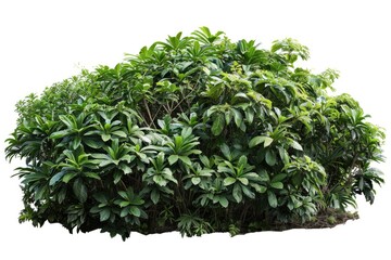 Obraz premium A group of green plants sit on a white background, ideal for uses such as product promotions or educational materials
