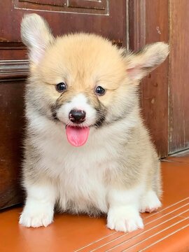 Little Corgi puppy is so adorable with its tiny paws and fluffy tail