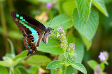 Obraz premium Butterfly